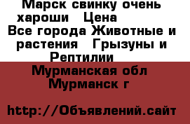 Марск свинку очень хароши › Цена ­ 2 000 - Все города Животные и растения » Грызуны и Рептилии   . Мурманская обл.,Мурманск г.